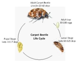 http://atozpest.com/wp-content/uploads/2016/08/Carpet-Beetle-Life-Cycle-300x238.jpg
