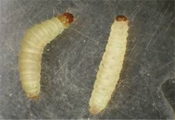 Indian Meal Moth Larvae