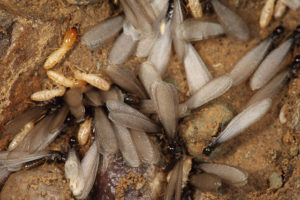 termites-and-swarmer