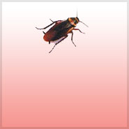 Common Pest Threats including Ants, Bed Bugs, etc.  Pest Control Methods