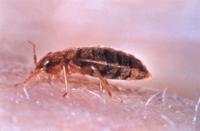 Bed Bug on skin